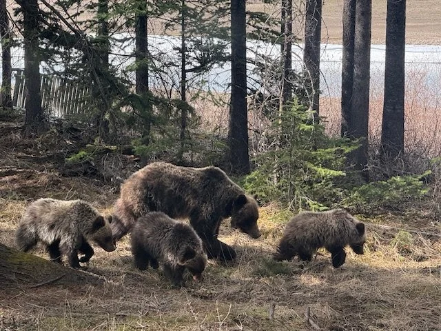 Bear Report - May 15, 2026