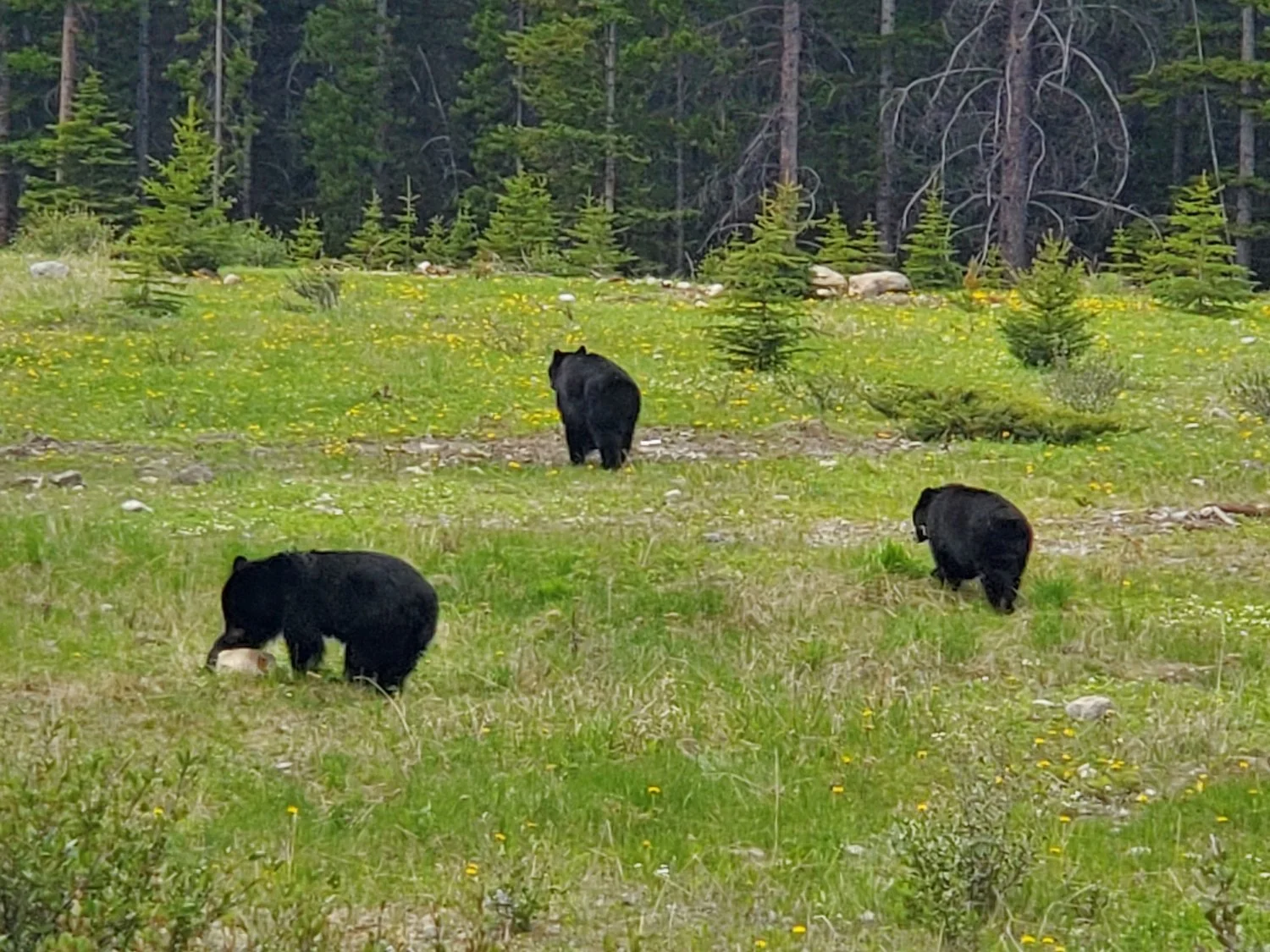 Bear Report - June 4, 2026