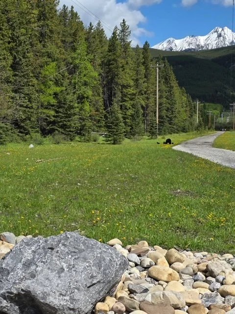 Bear Report - June 11, 2026