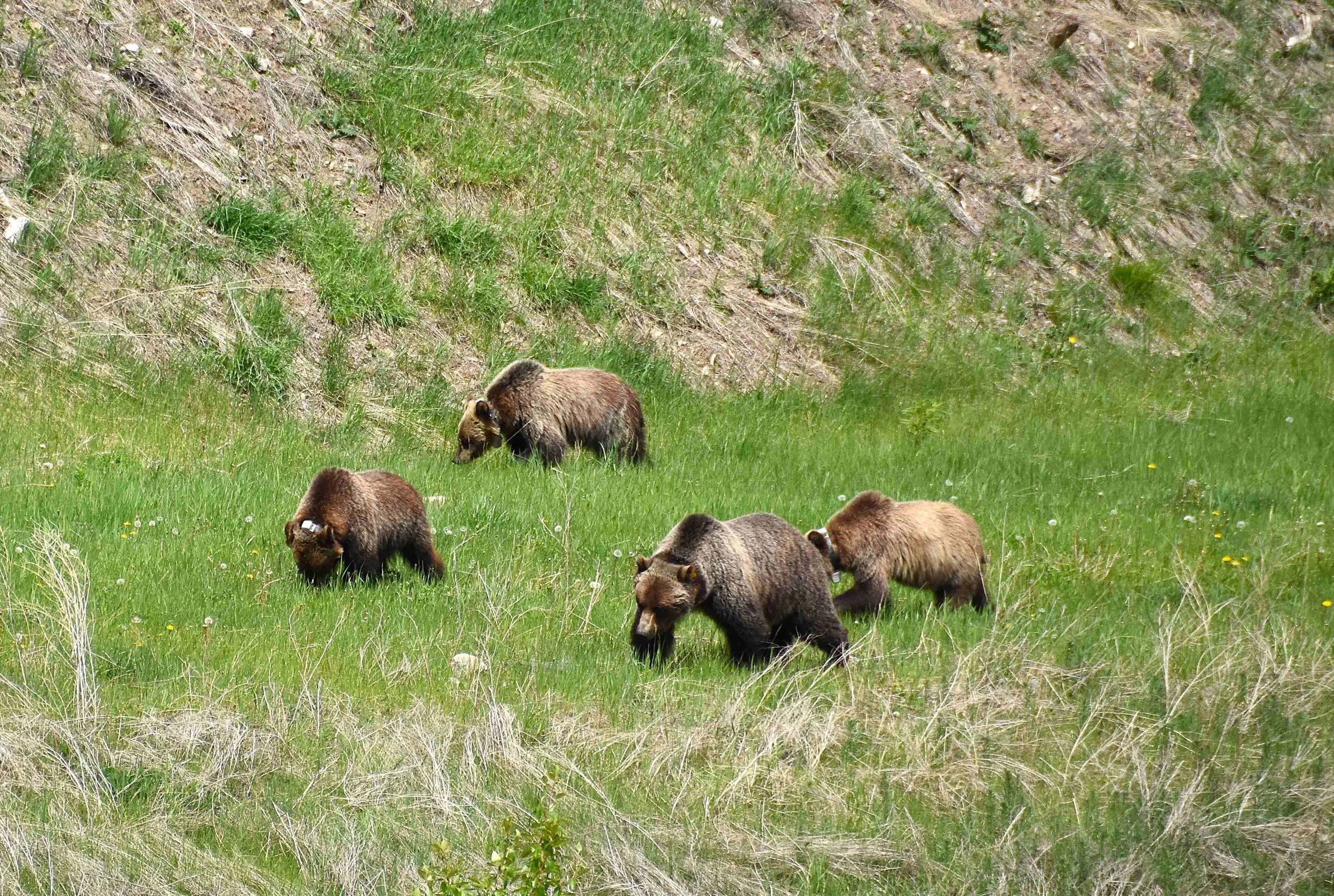 Bear Report - June 25, 2026