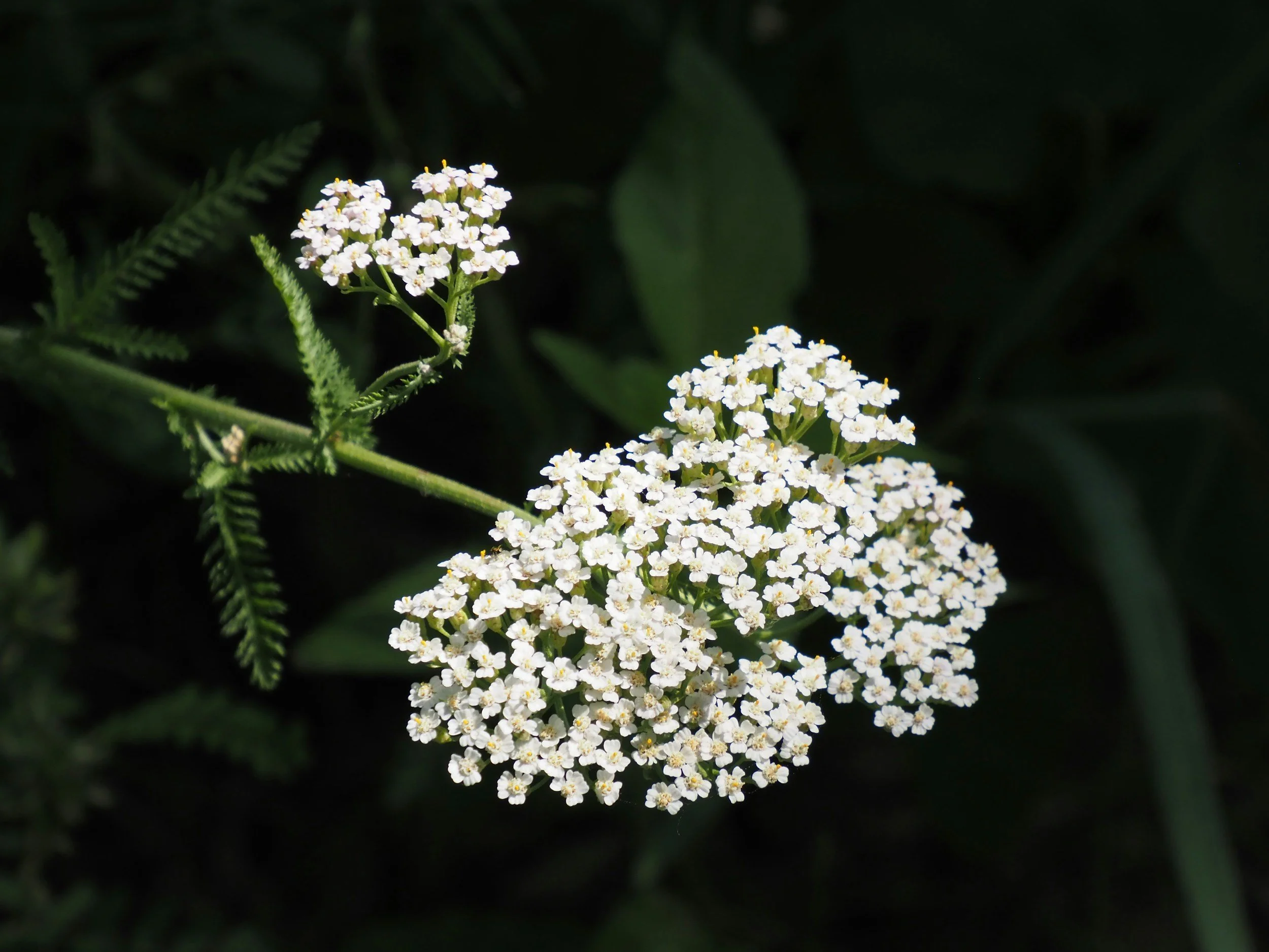 Who Belongs: Plant Walk & Talk