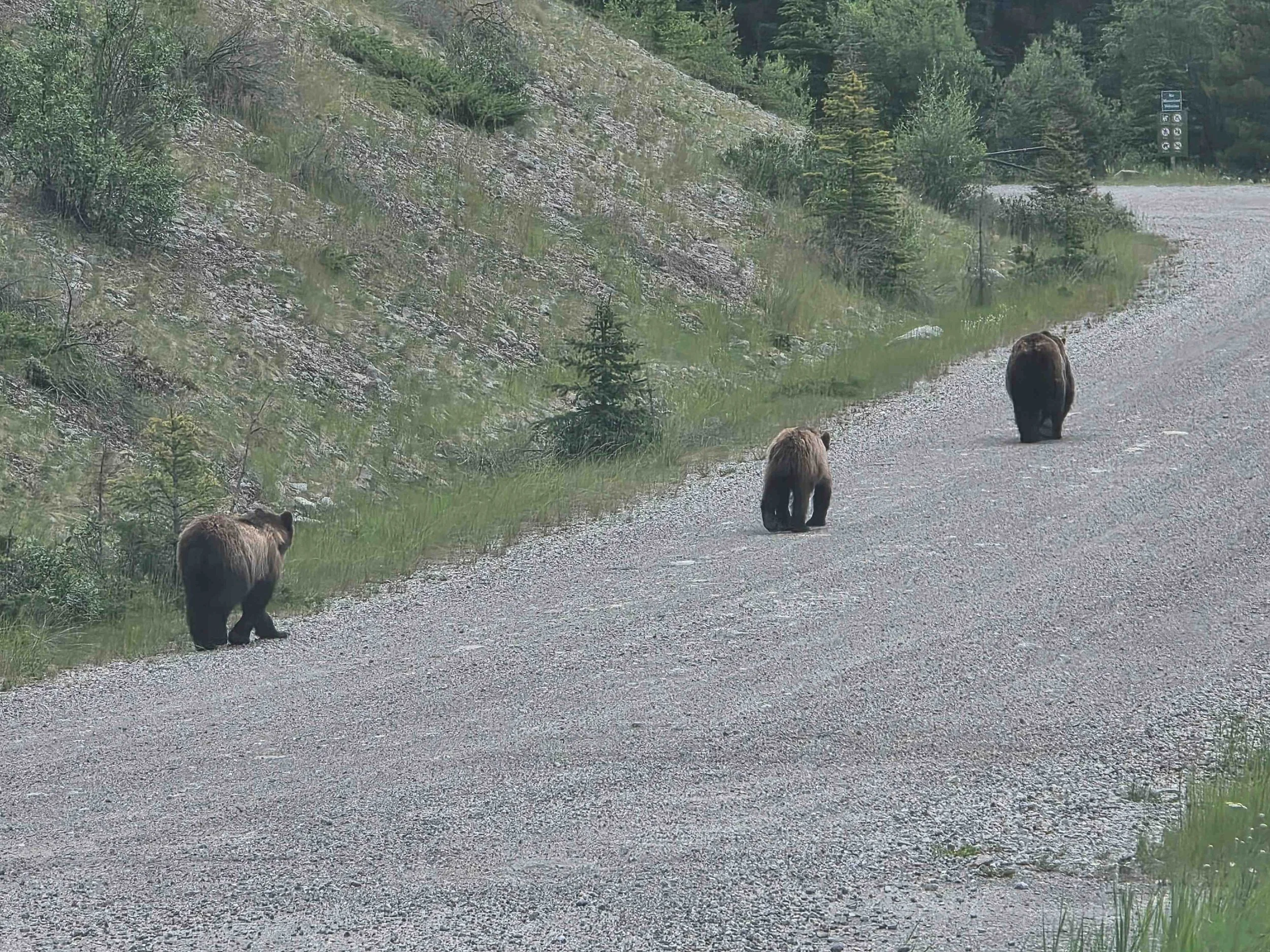 Bear Report - July 16, 2026