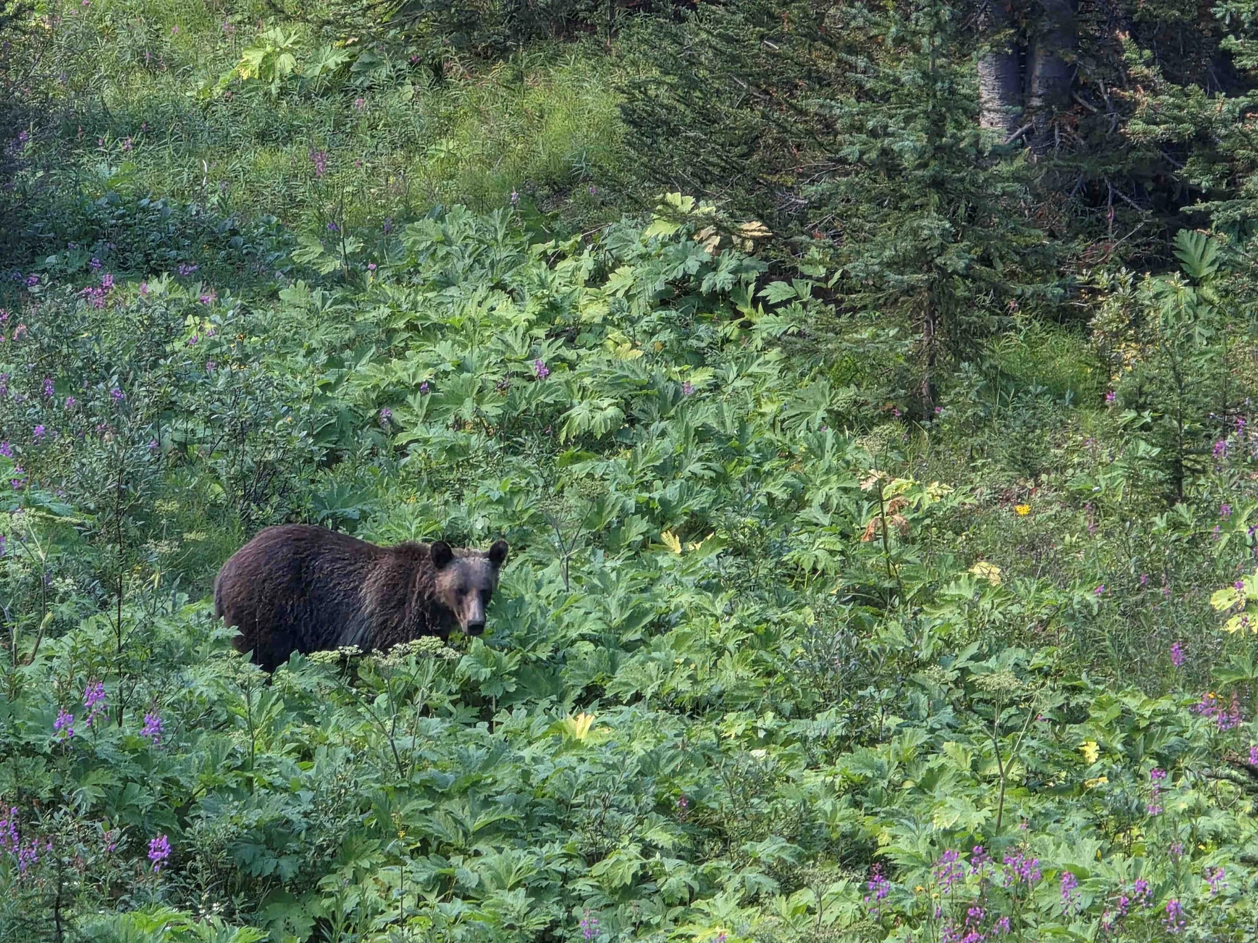 Bear Report - August 27, 2026