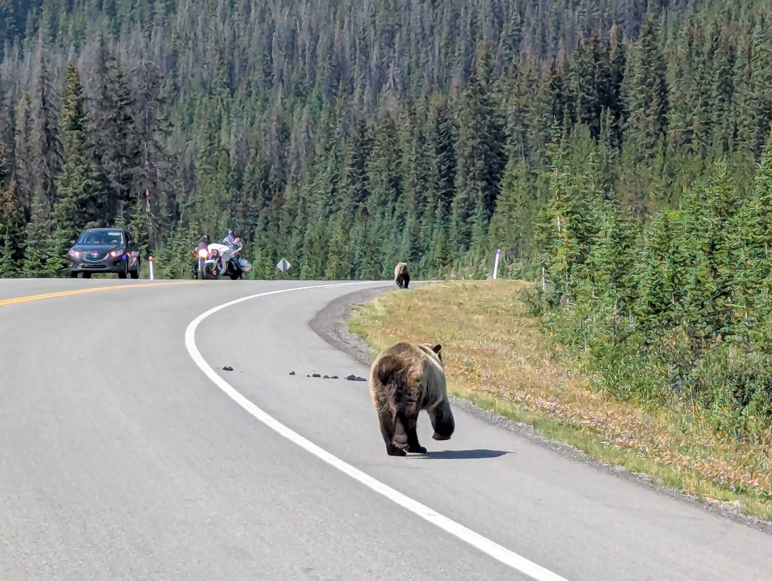 Bear Report - Sep.3, 2026