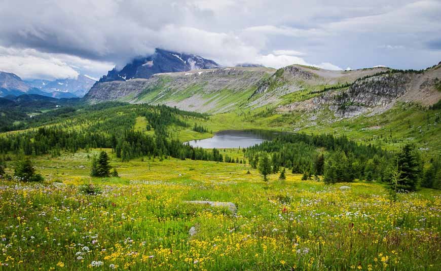 Earth Talks: Mountain Meadows & Why They Matter