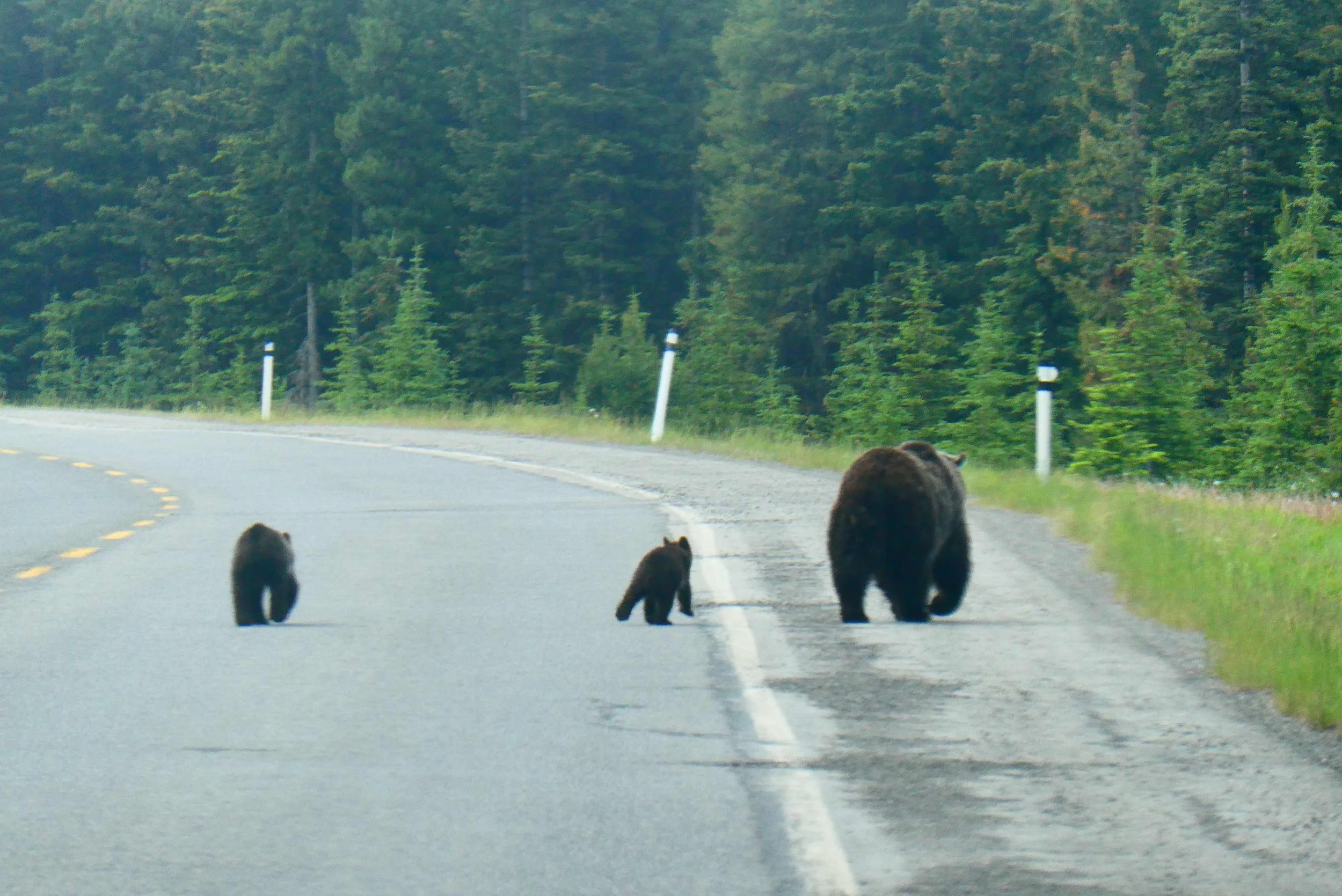 Bear Report - May 21, 2026