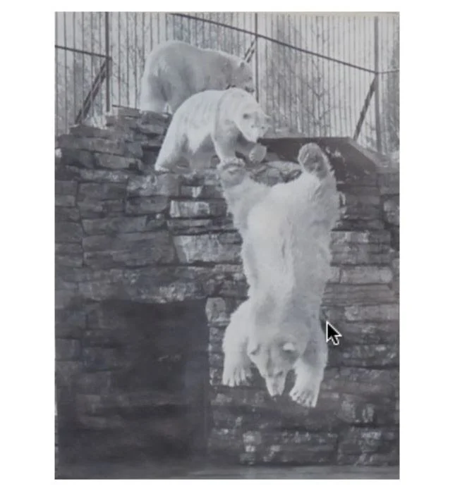 Bear Report - November 21, 2024 — Biosphere Institute of the Bow Valley