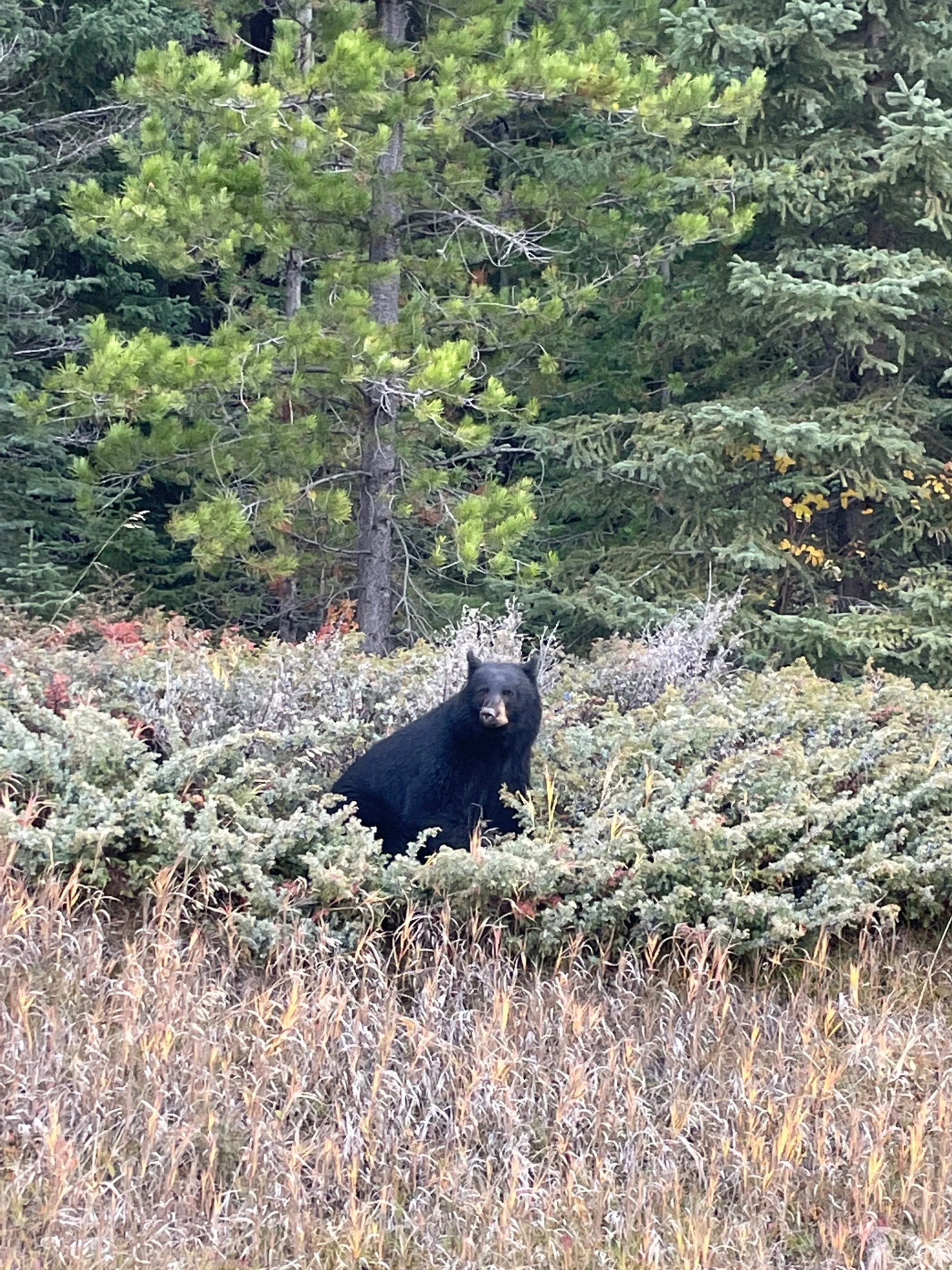 Bear Report - November 6, 2025