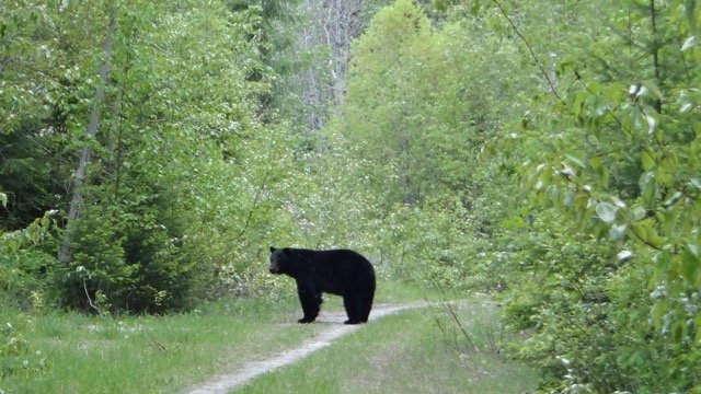Bear Report - May 8, 2026