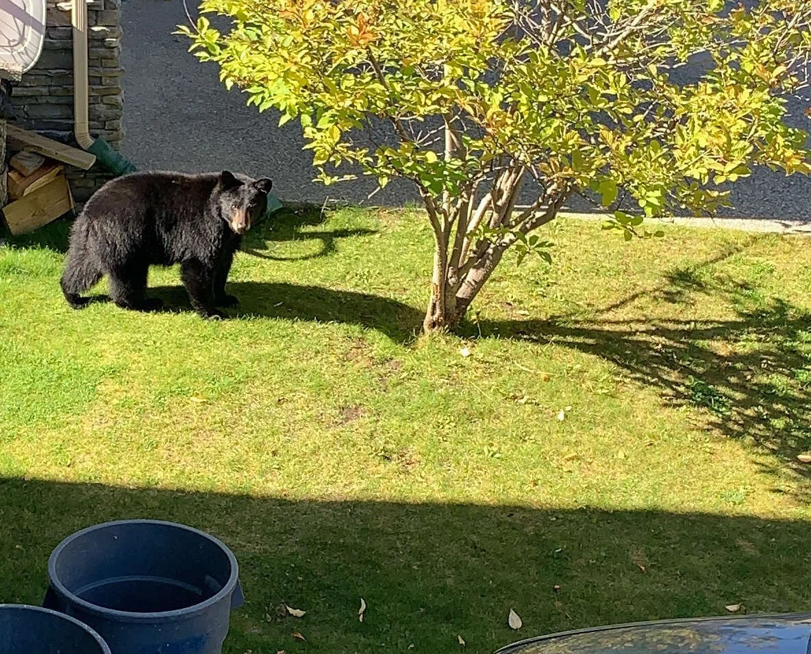 Bear Report - Sep.24, 2026