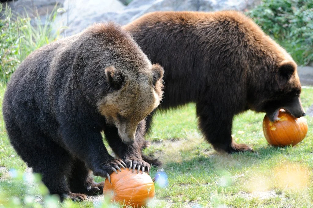 Bear Report - Oct.22, 2026