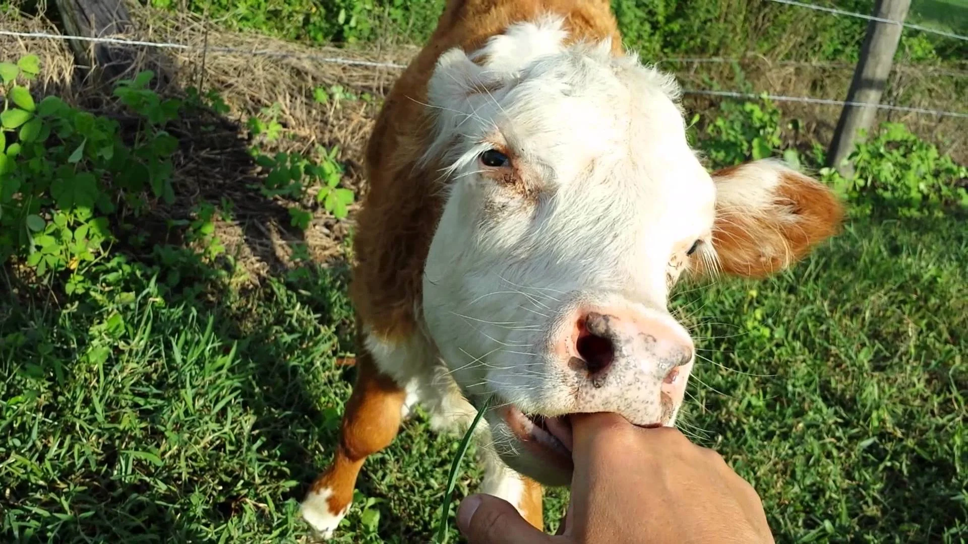 COW1.jpg