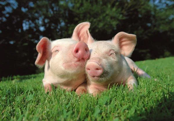 PIG1.jpg