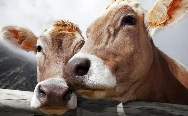 COW3.jpg