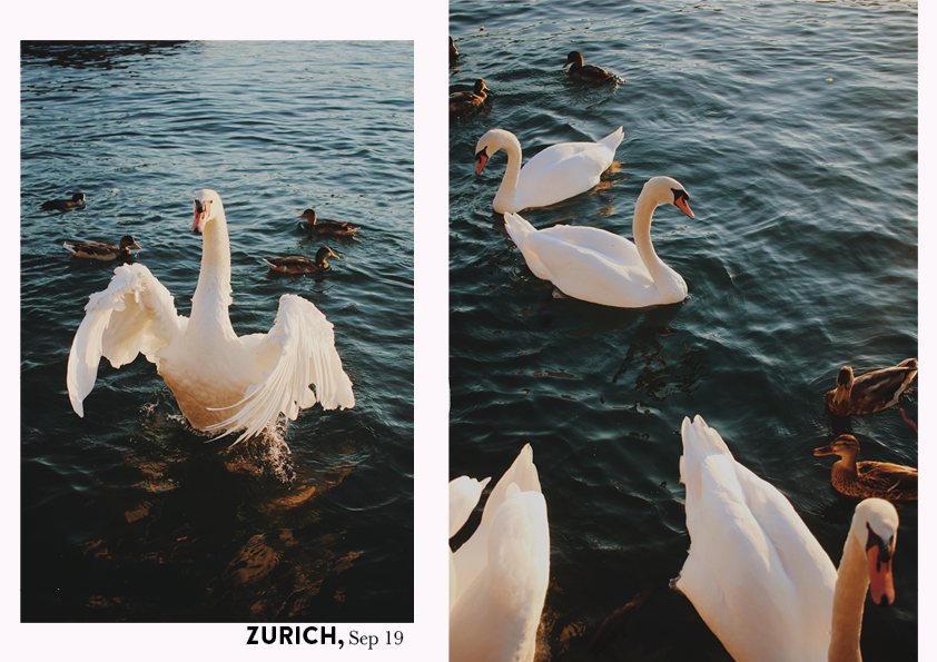 Zurich 5.png