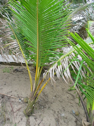 coconut_second.jpg