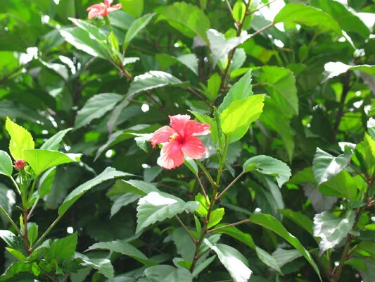 Red Hibiscus (front yard)