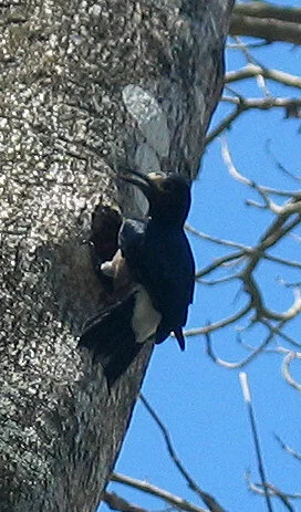 The endemic Puerto Rican Woodpecker (picture taken of wild bird at Mayagüez Zoo)