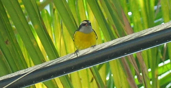 Bananaquit - our reliable front-yard resident