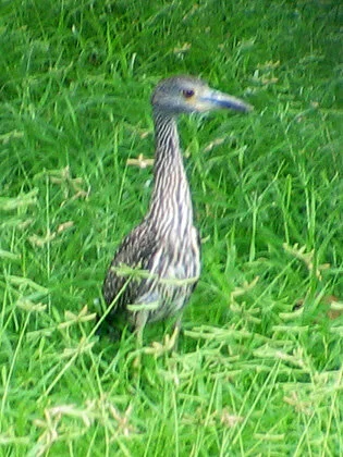 Yellow-crowned Night-Heron juvenile - next door to the east