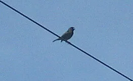 Black-faced Grassquit (wires by The Landing)