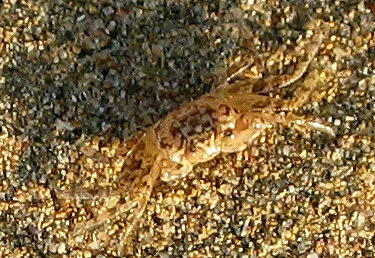 Ghost Crab (on beach)