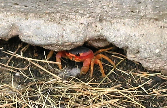 Red Shore Crab (under patio)