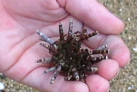 An unusual sea urchin that washed ashore