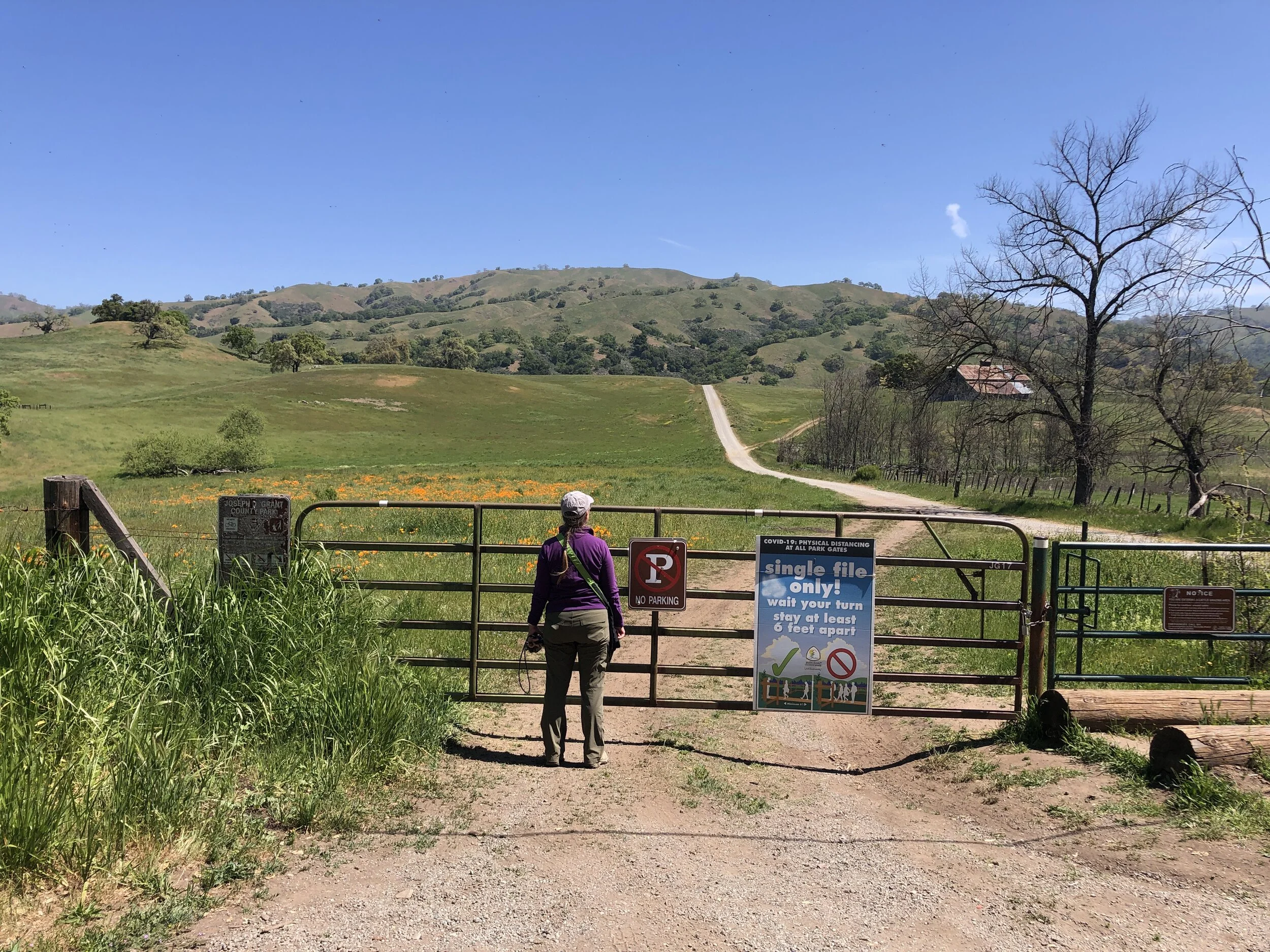 Spring 2021 - The Piratical Flycatchers