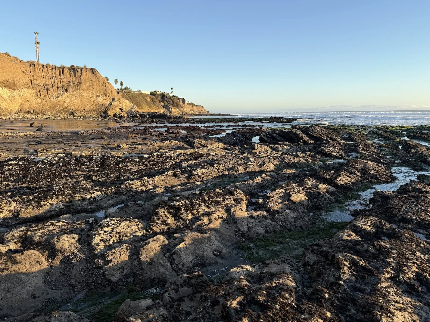 Weekend Birding at Ebb Tide Park