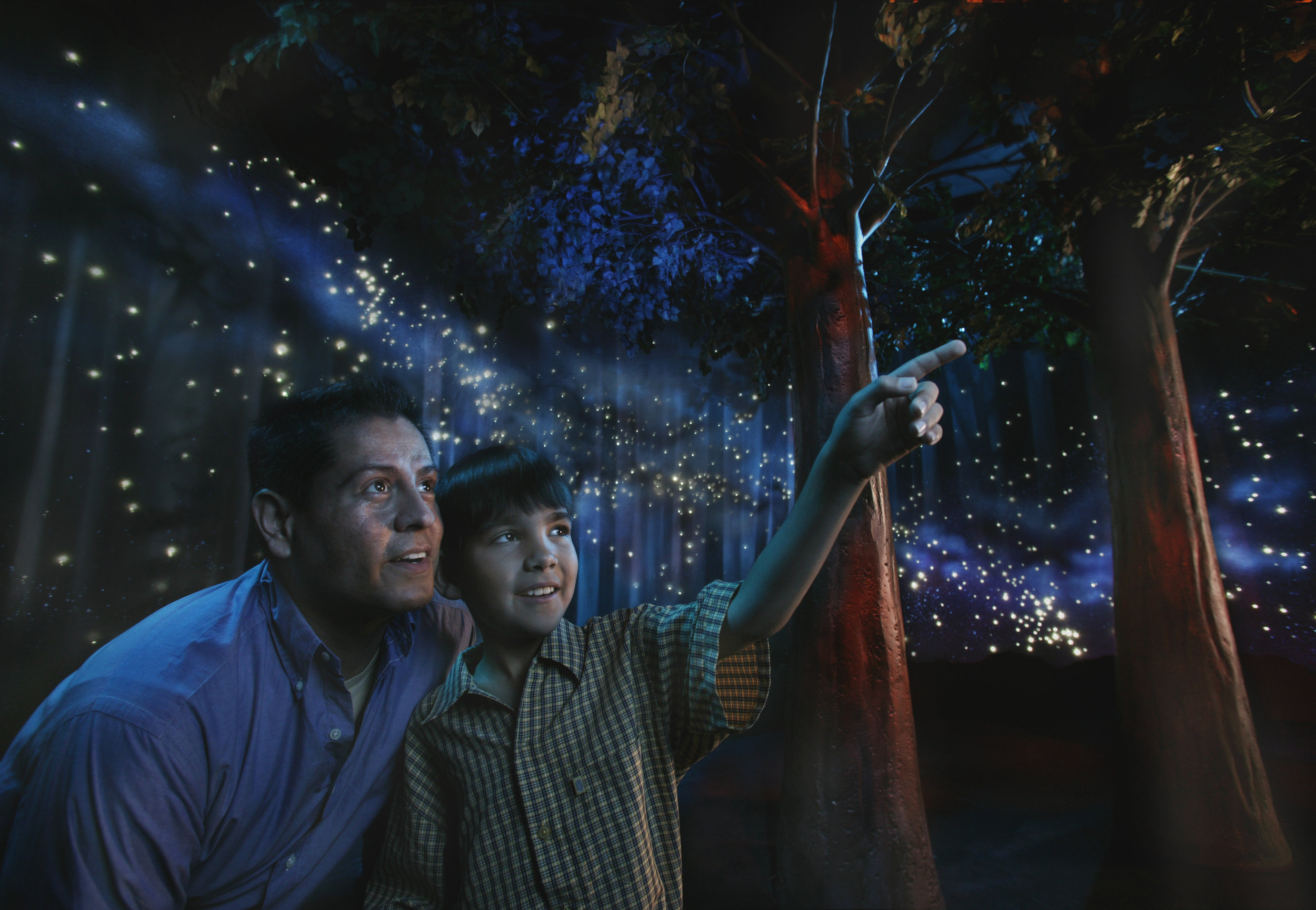 Forest Dreams 8558.jpg