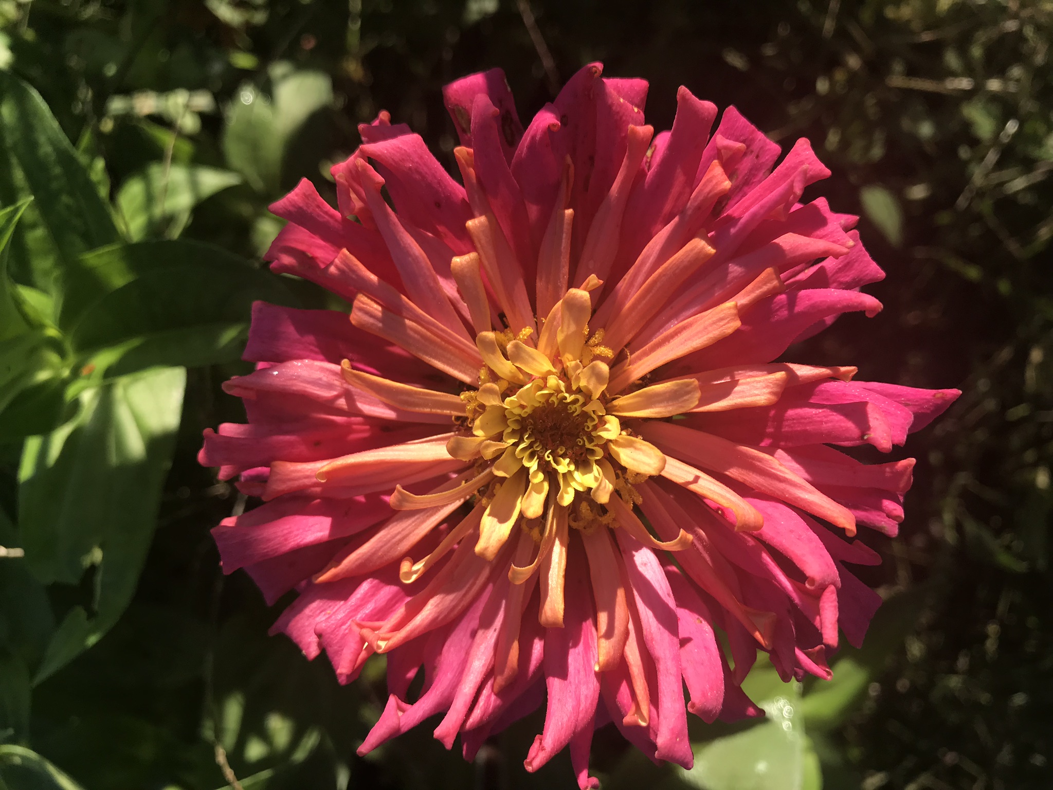 IMG_4516.jpeg