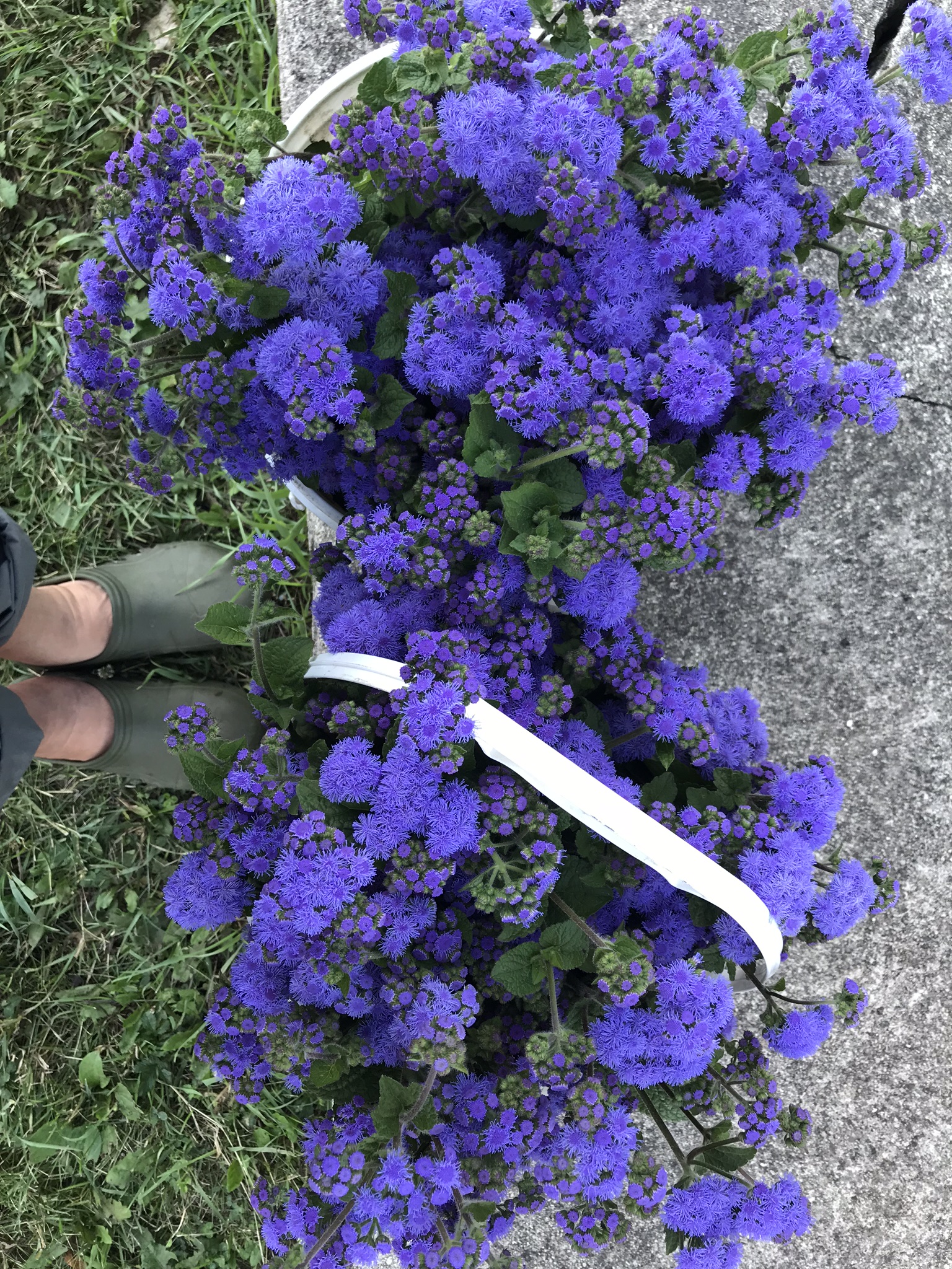 IMG_3703.jpeg