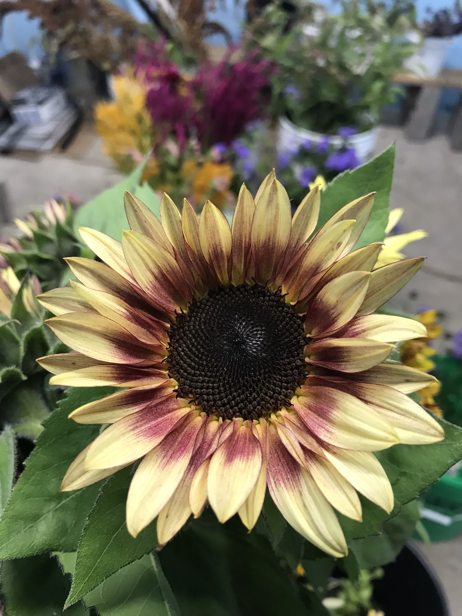 IMG_4582.jpeg