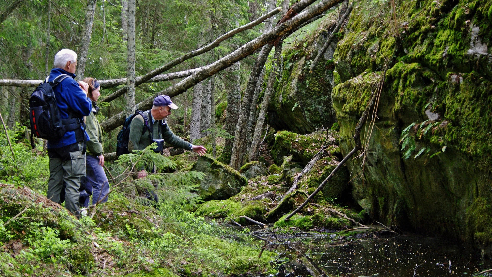 Kunnige Lars-Erik Fjellman berättar om någon intressant växt vid en guidad tur på Sörknatten.