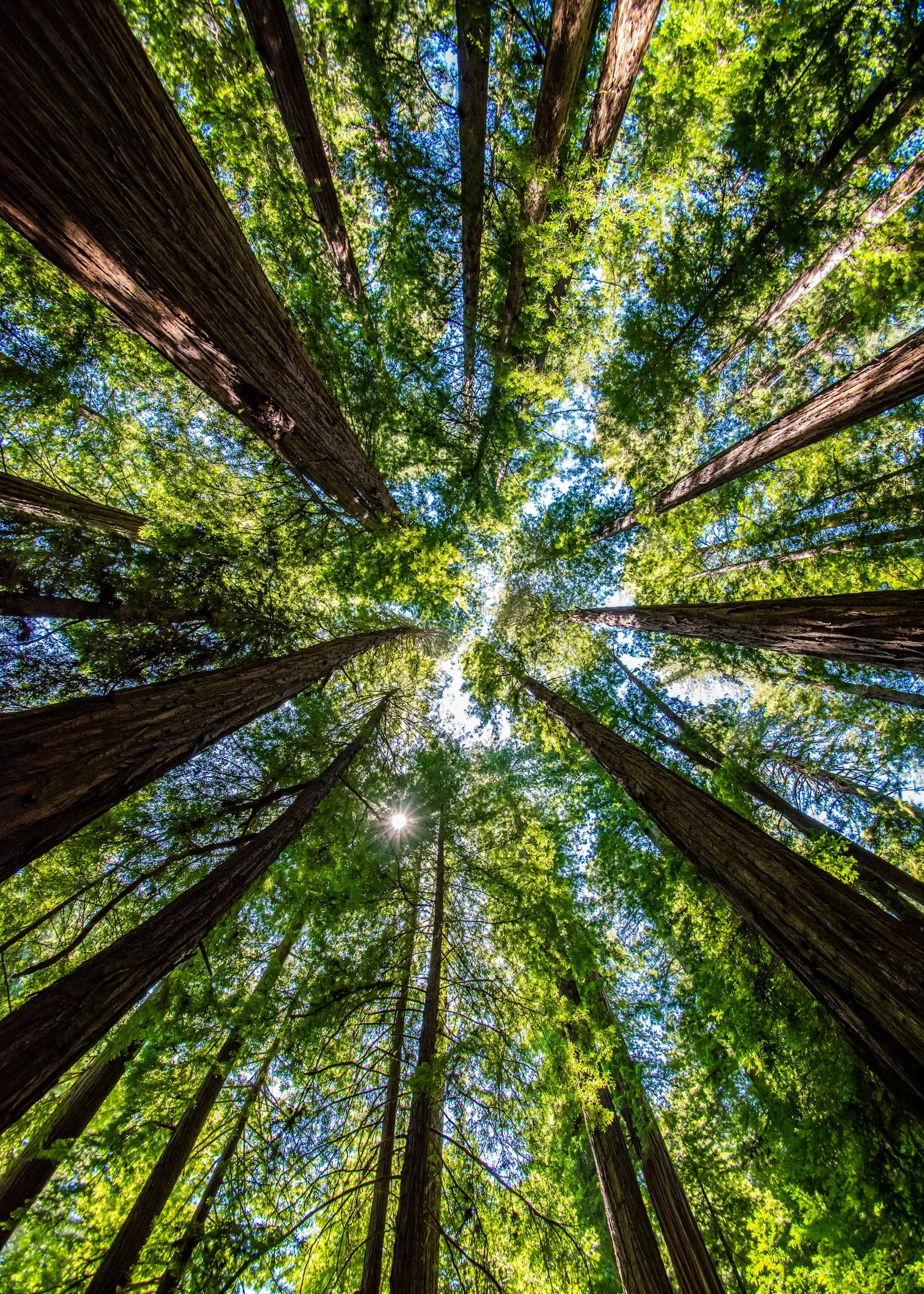 Sunlight filtering through towering redwood trees, creating a peaceful sense of grounding, calm, and connection.