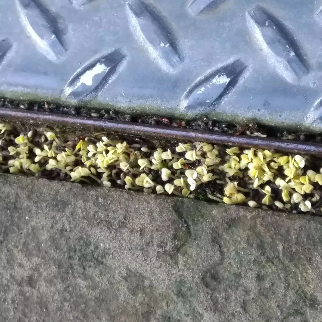 We had a split bag of chia seeds arrive before Christmas and some were escaping from the box and got between the paving slabs outside the shop. They're now sprouting! 

I guess our UK grown chia might be a bit hardier than if it came from Bolivia.

I