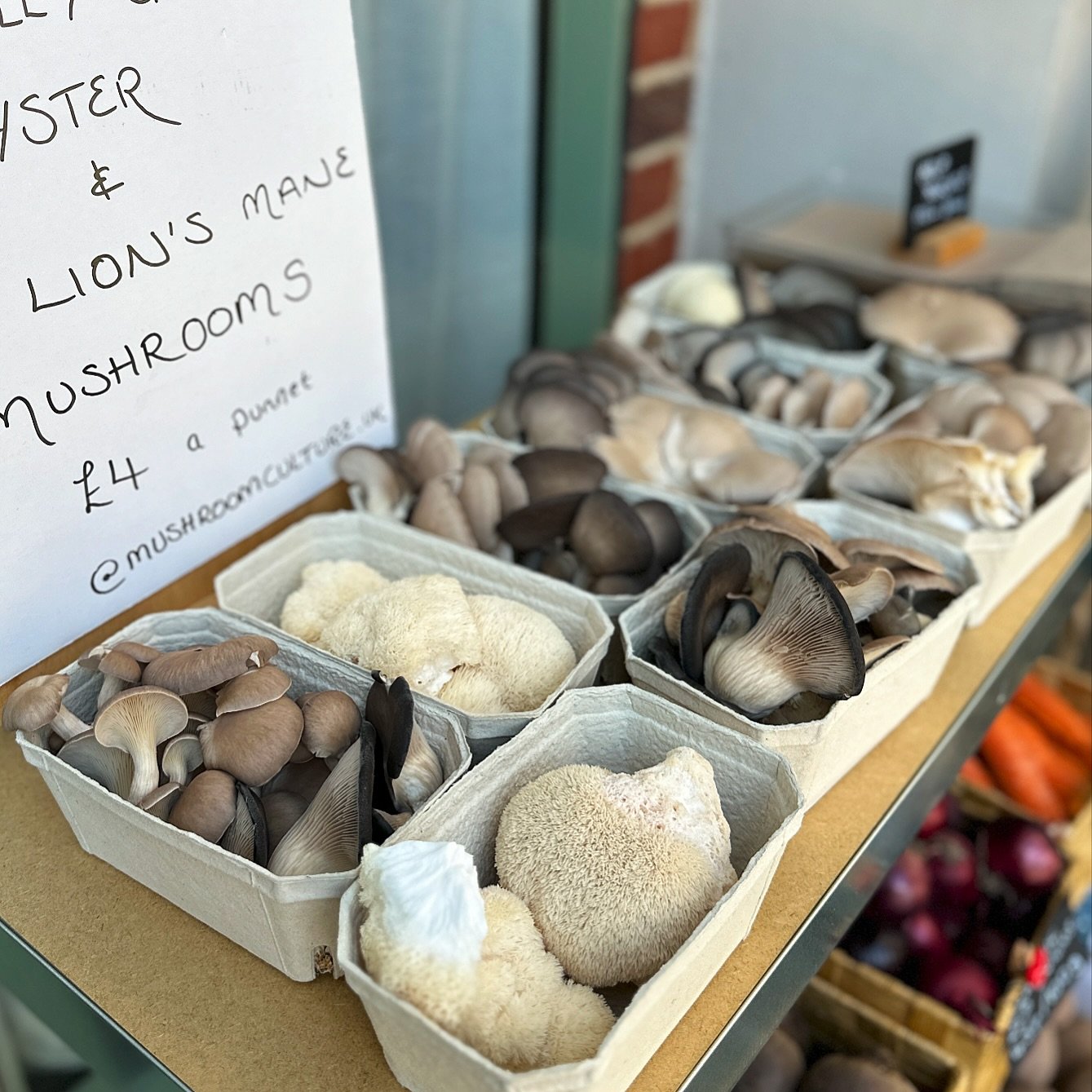 OPEN UNTIL 7PM TODAY THURSDAY 💚 Fresh Oyster + Lion&rsquo;s Mane Mushrooms delivered this morning! They don&rsquo;t hang around long&hellip; 

🍄🍄&zwj;🟫 @mushroomculture.uk