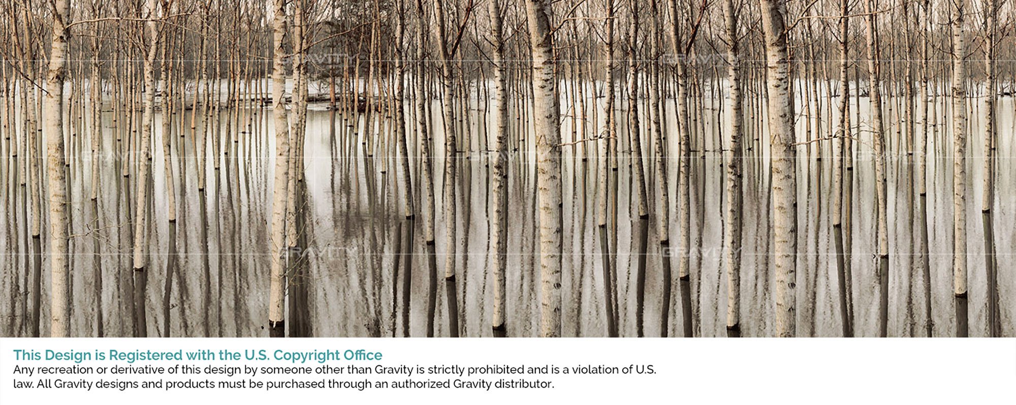 BIRCH+TREES_Afternoon+glow+copy.jpg