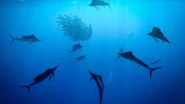 sailfish8.jpg