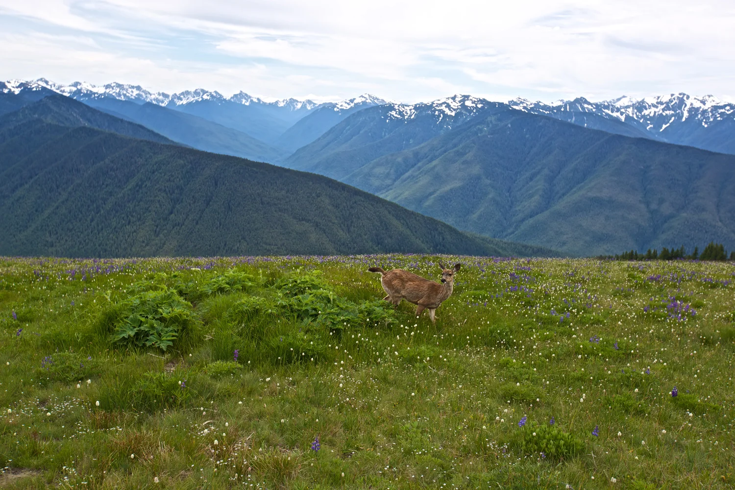 deerinolympicnp.jpg