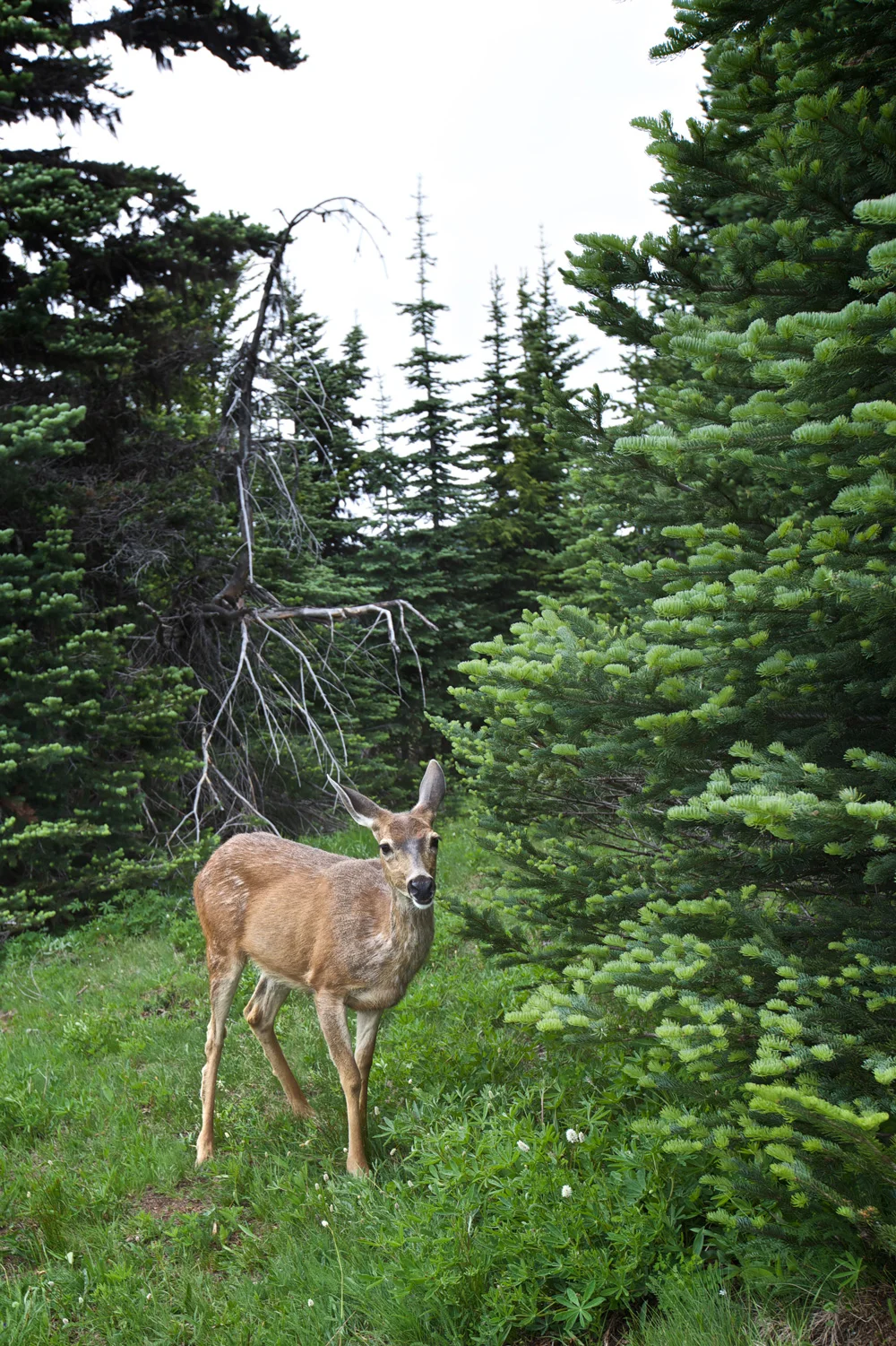 deerforest.jpg