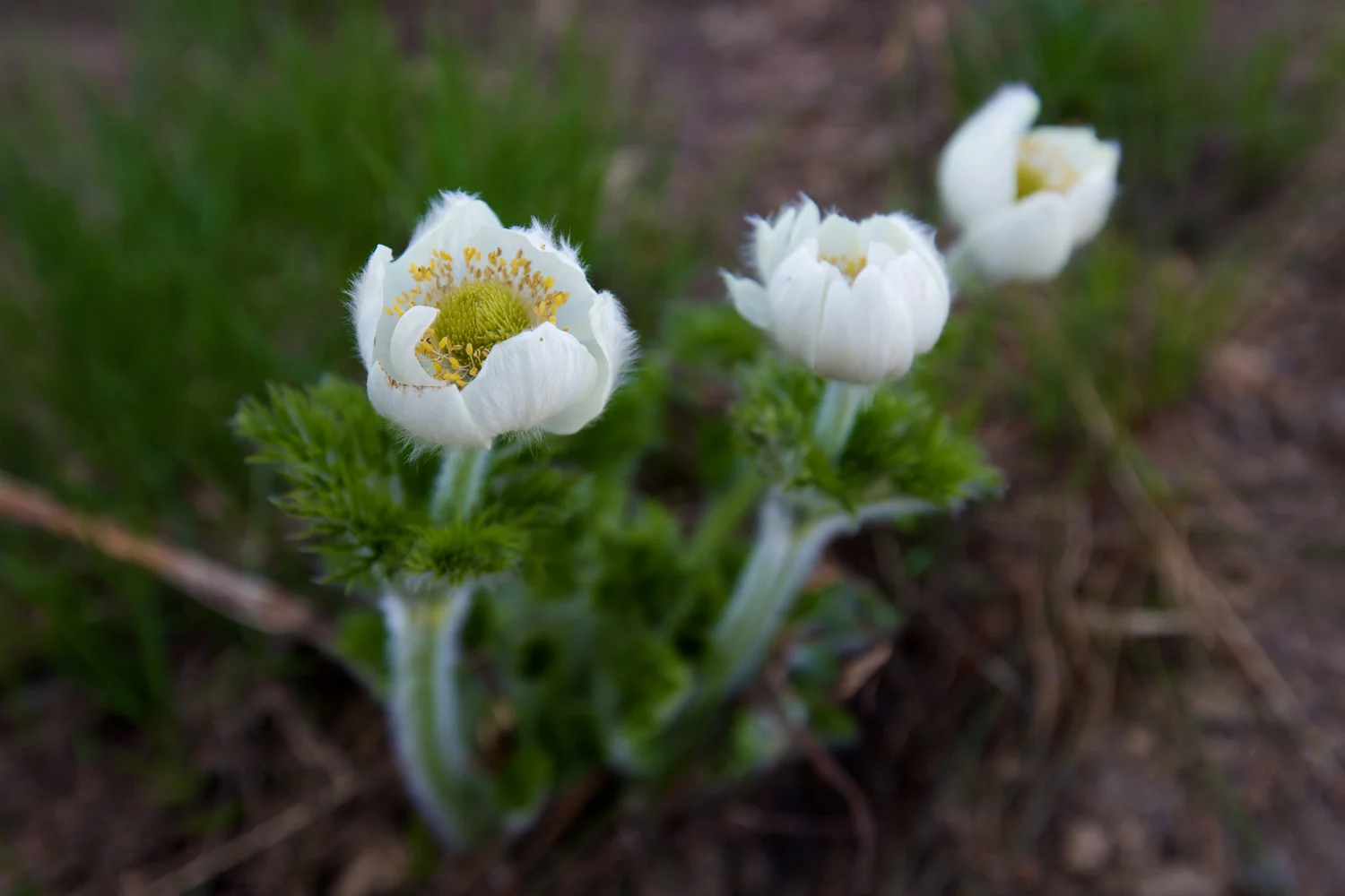 flowernorthcascases.jpg