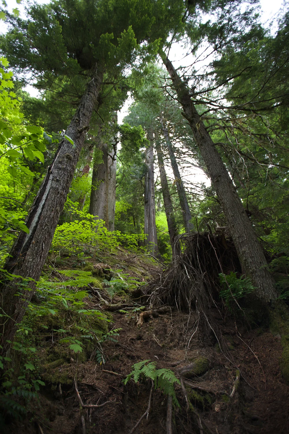 forestnorthcascades.jpg