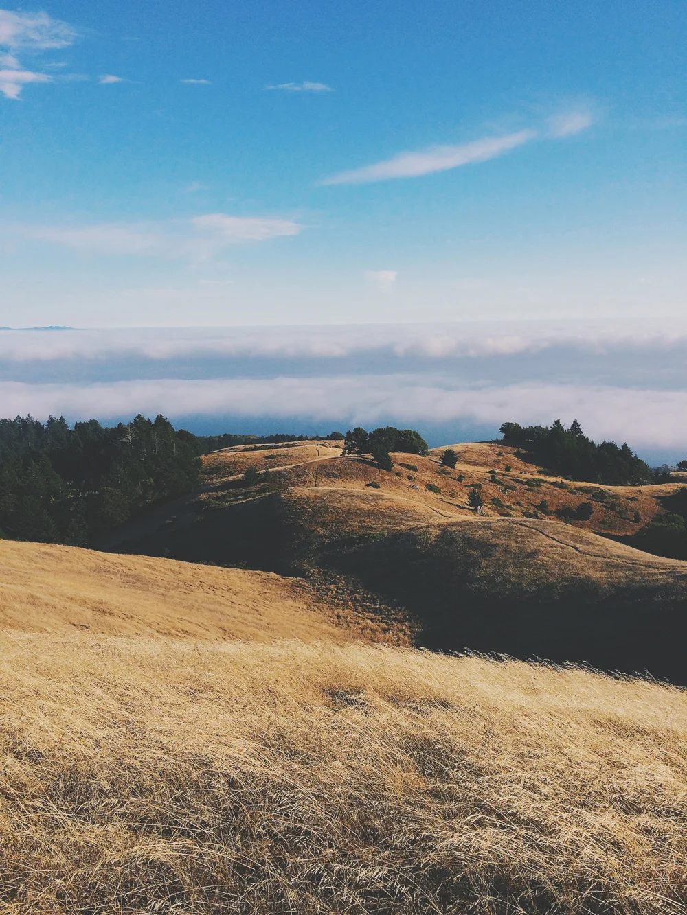 mttam.jpg