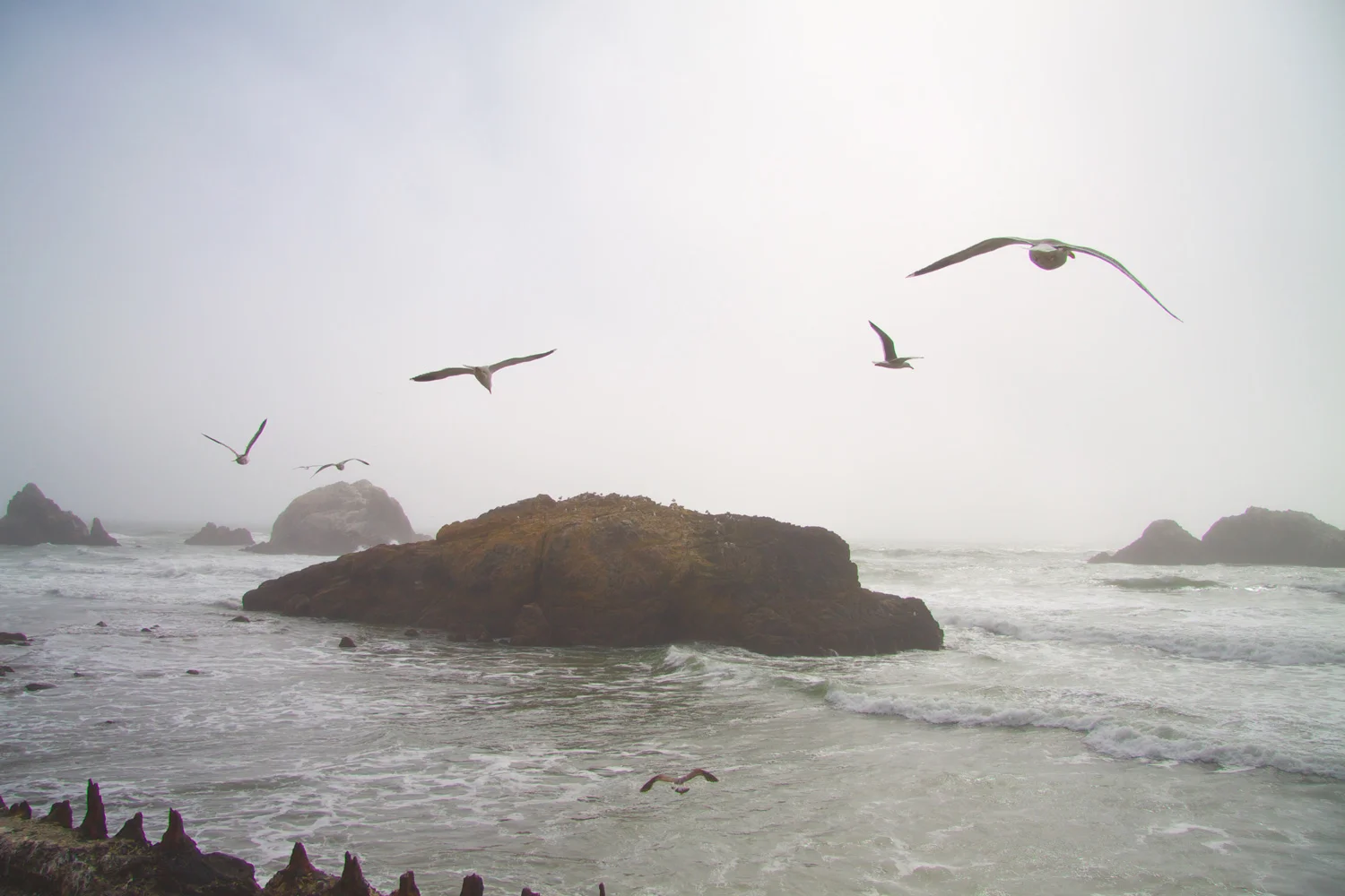 seagulls.jpg