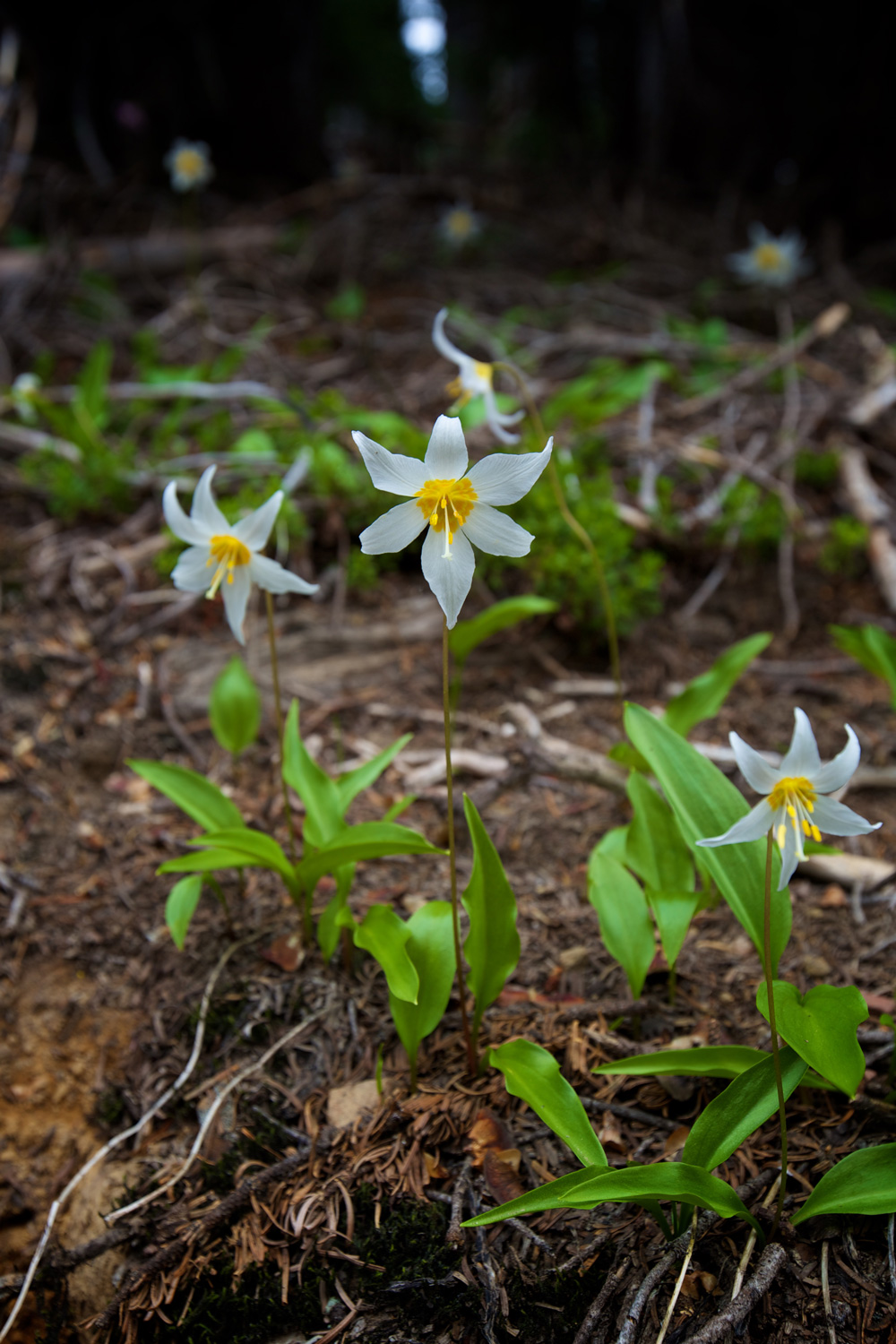 wildflower.jpg