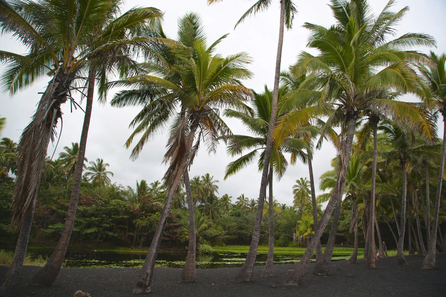 palmspunaluubeach.jpg