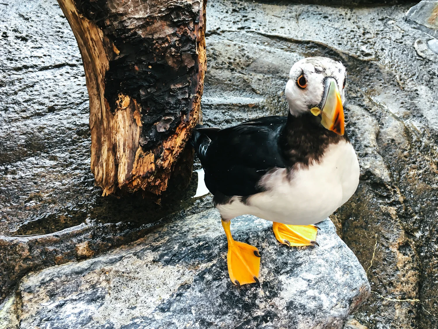 alaskapuffinseward.jpg