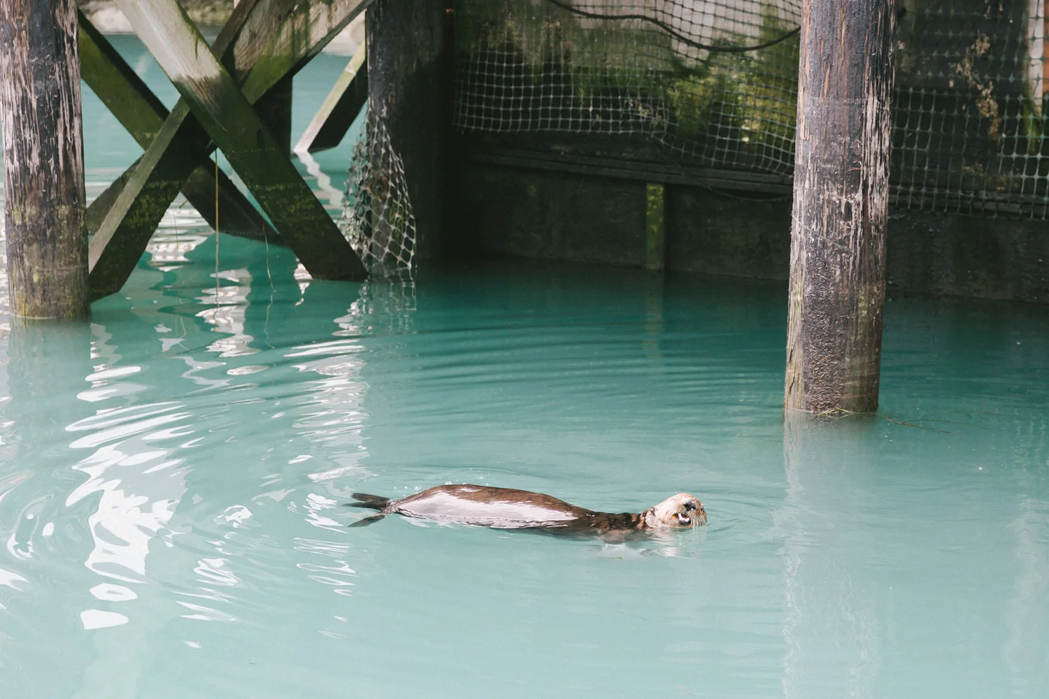 seabeaverseward.jpg